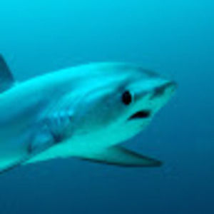 Meet your Posher, Bridget